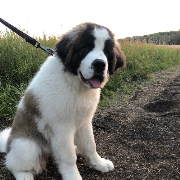 Meet your Posher, Madeline - Picture 1 of 1